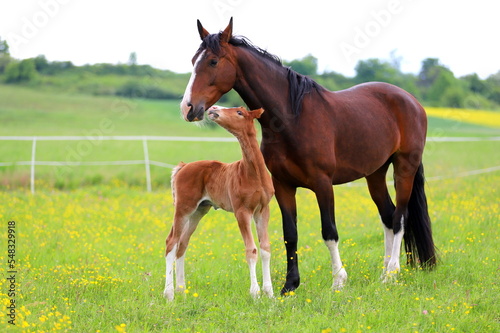 sweet chestnut foal with bay mare on a background of lush green grass photo