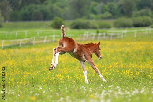 jumping chestnut foal against the background of a green meadow