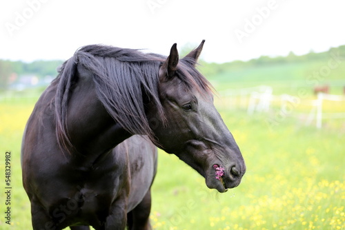 a beauty black horse grazes on a beautiful green flowery meadow © Daria