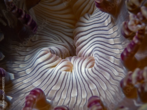 Center part of a Sea Anemone