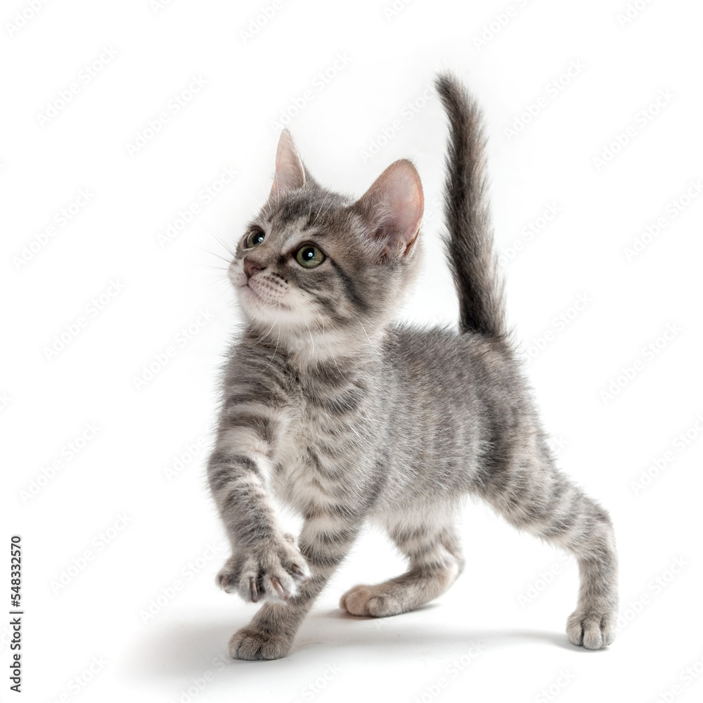 mixed breed kitten cat playing in the studio in a white background mixed breed kitten cat playing in the studio in a white background