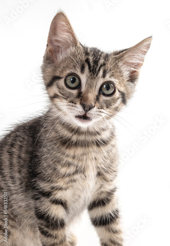 mixed breed kitten cat playing in the studio in a white background