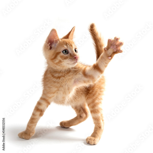 mixed breed kitten cat playing in the studio in a white background