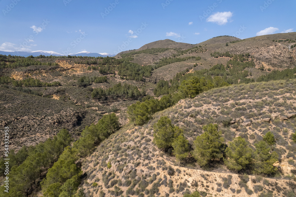 pine forest on a mountain in southern Spain pine forest on a mountain in southern Spain