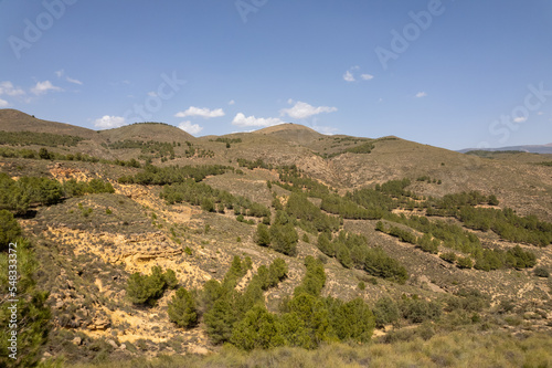 pine forest on a mountain in southern Spain