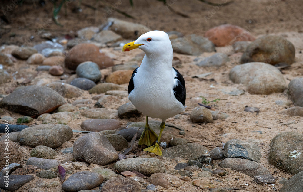 Obraz premium Kelp Gull (Larus dominicanus)