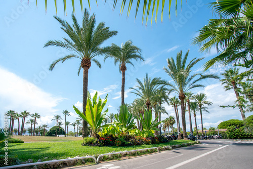 Magnificent palm park to the left of the Croisette and the yachts parking lots - behind