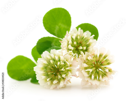 White clover flowers. photo