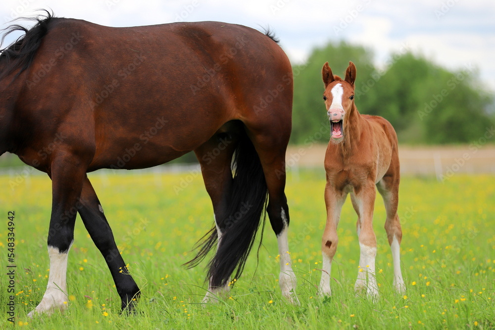 Fototapeta premium chestnut foal calling against the background of its mother and green meadow