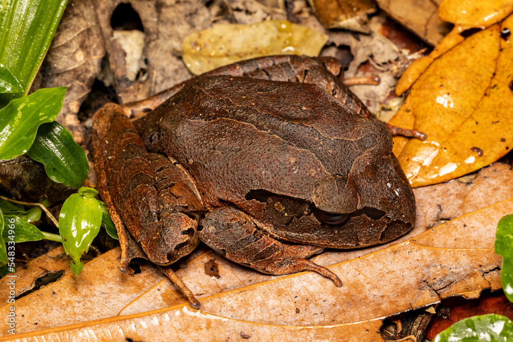 Fototapeta premium Australian Northern Barred Frog resting on forest leaf litter
