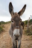 Vertical closeup of a cute donkey, Equus asinus in the farm