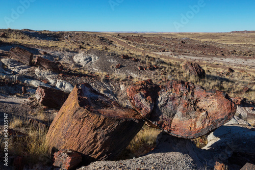 Petrified forest