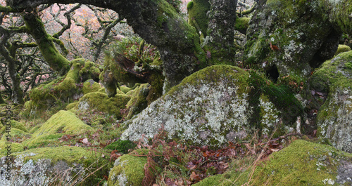 A boulder with moss and lichens at Wistman's Wood Dartmoor Devon photo