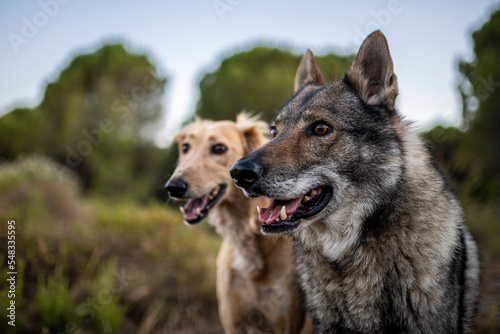 Beautiful male czechoslovakian wolf dog and saluki in the countryside. 
Dogs portrait. Chien loup tchécoslovaque. Perro lobo checoslovaco. photo