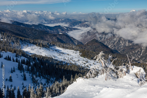 A view of snow-covered meadows among alpine spruce covered with thick clouds, Marmarosy, the Carpathians