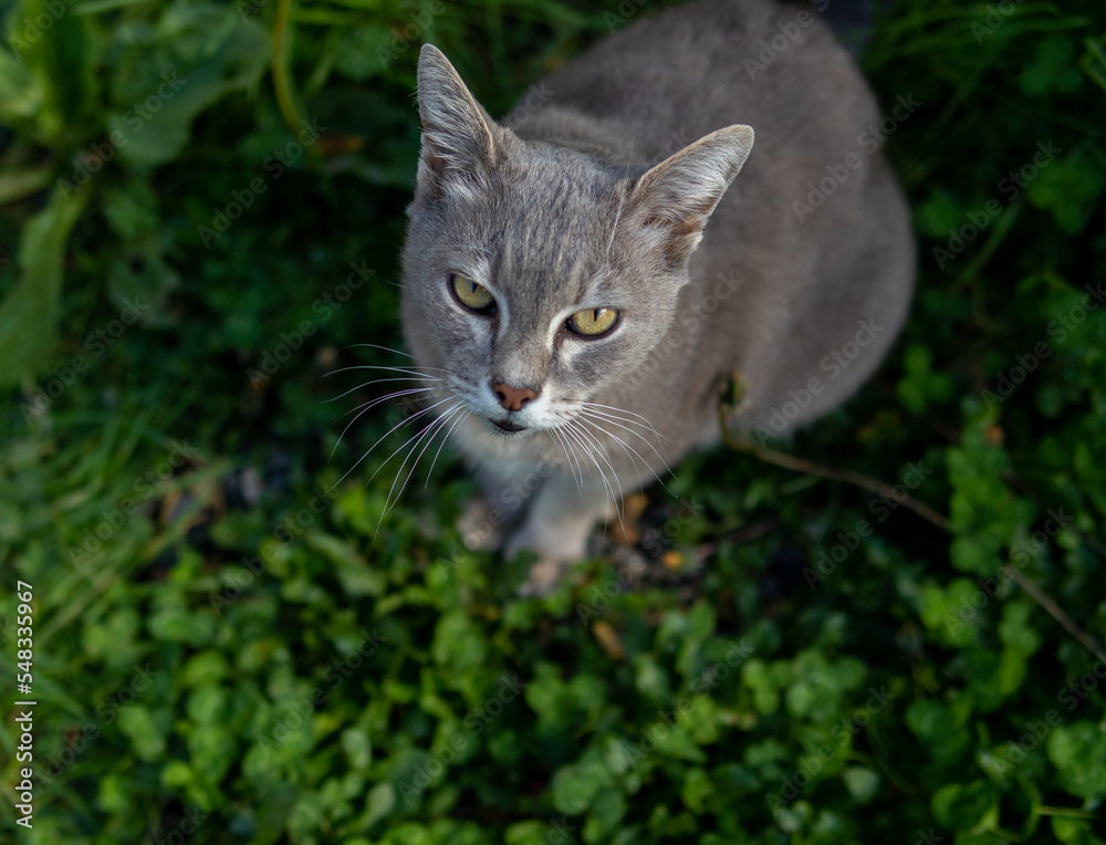 cat on the grass cat on the grass