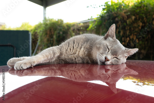 cat on the car
