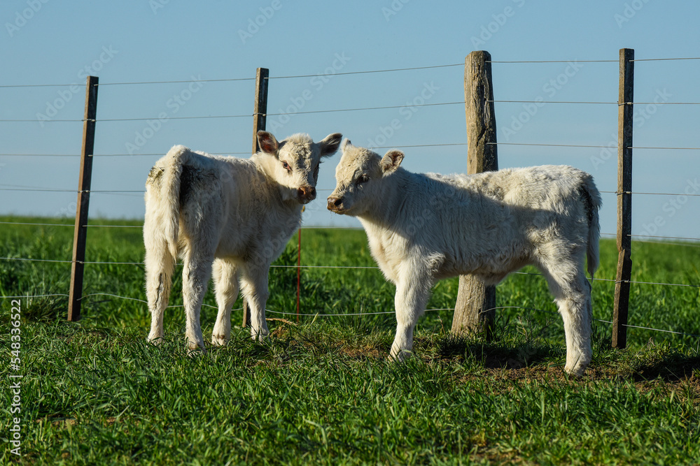 Fototapeta premium White Shorthorn calf , in Argentine countryside, La Pampa province, Patagonia, Argentina.