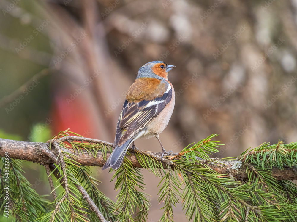 Fototapeta premium Common chaffinch, Fringilla coelebs, sits on a tree. Common chaffinch in wildlife.