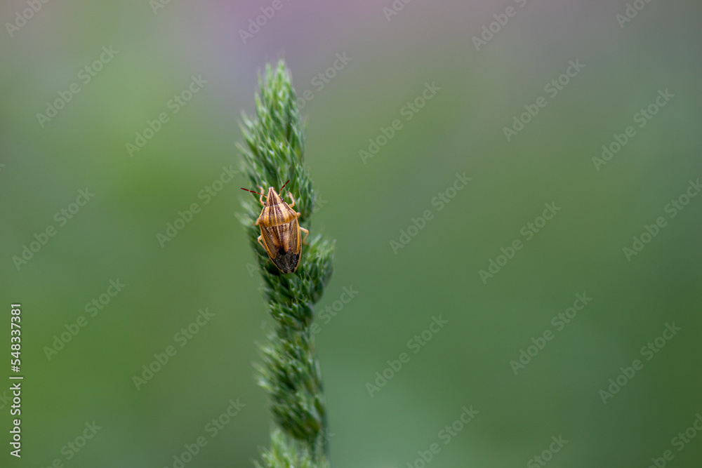 bug on a leaf bug on a leaf