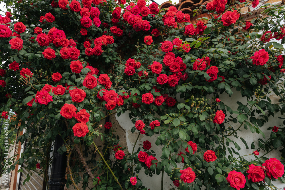 Bright red flowers covering a wall.