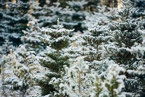 Plantacja choinek na Święta. Boże Narodzenie. Ośnieżone choinki, świerki, jodły. Szyszki na gałęziach. Mróz i śnieg.