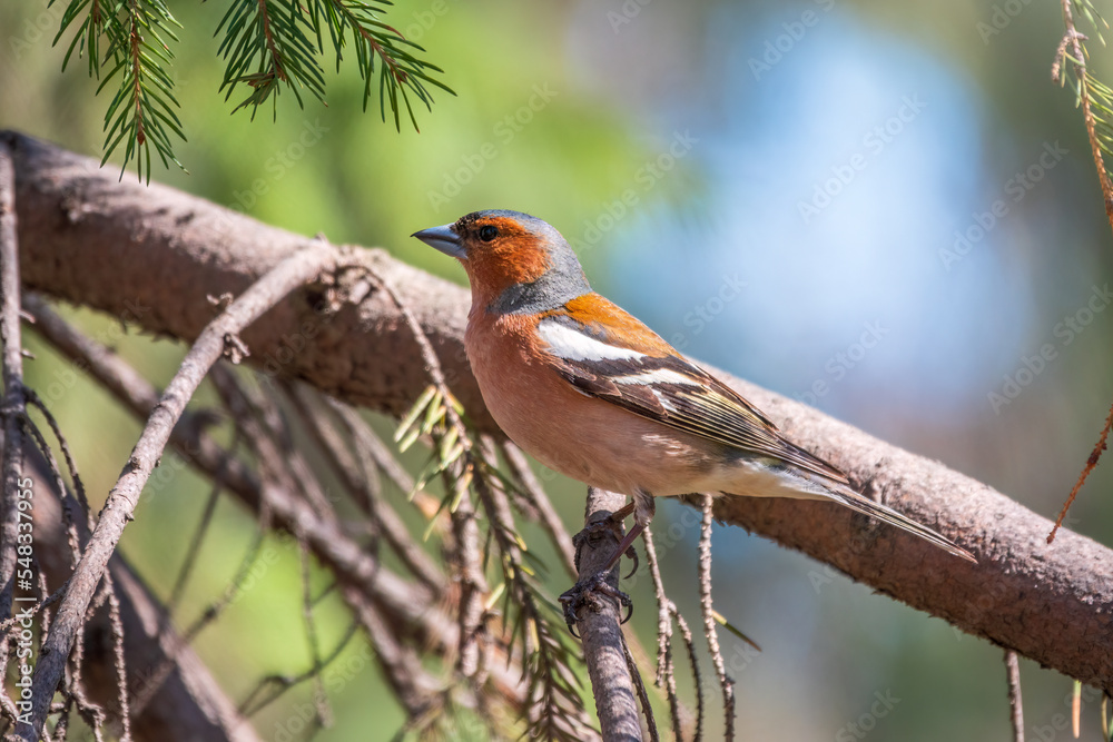 Common chaffinch, Fringilla coelebs, sits on a branch in spring on green background. Common chaffinch in wildlife. Common chaffinch, Fringilla coelebs, sits on a branch in spring on green background. Common chaffinch in wildlife.