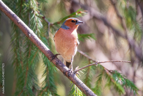 Common chaffinch, Fringilla coelebs, sits on a branch in spring on green background. Common chaffinch in wildlife. © Dmitrii Potashkin