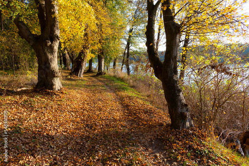 Obraz na płótnie Autumn trail around the lake w salonie