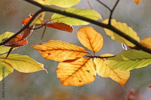 Leaves on a beech tree in Autumn 