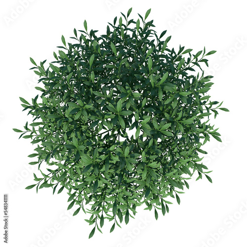 Top view of Plant ( Gem Box Inkberry holly Ilex glabra 1) Tree png