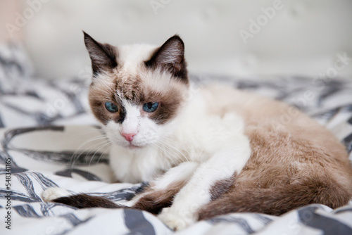 Portrait of a cat with blue eyes. Closeup of Snowshoe cat. Domestic snowshoe cat