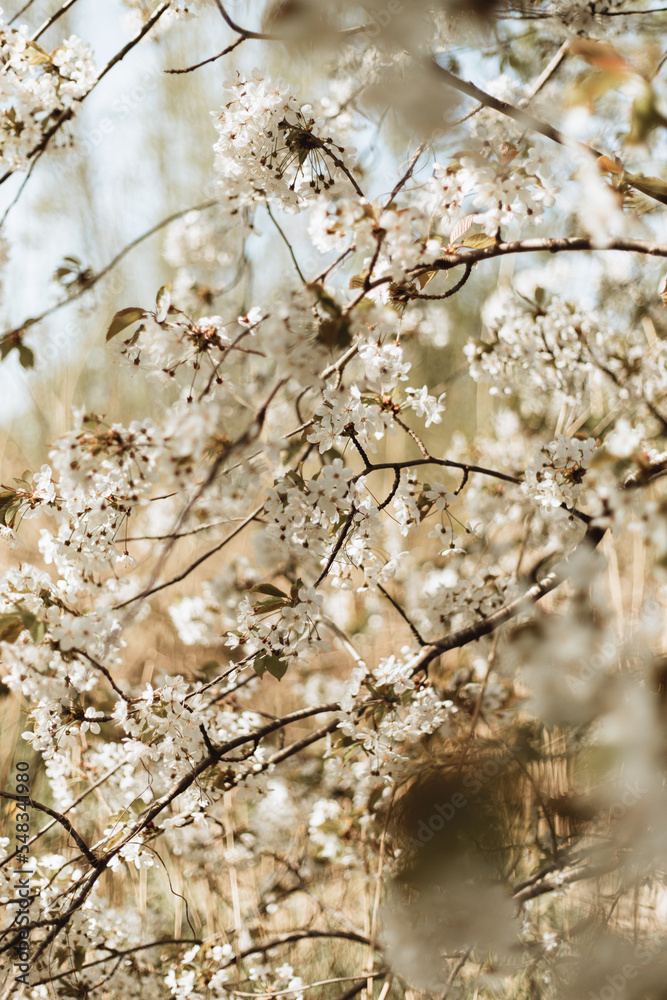 Spring blossom on the tree