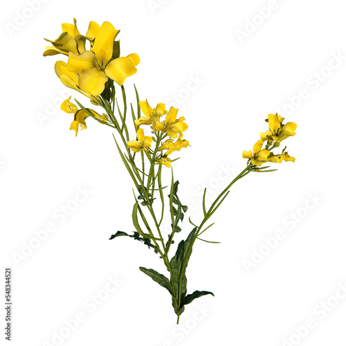 Front view of Plant (Bermuda Buttercup Oxalis pes-caprae 2) Tree png 
