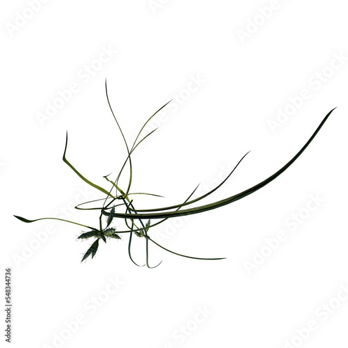 Top view of Plant (Lawn Grass Grass 1) Tree png
