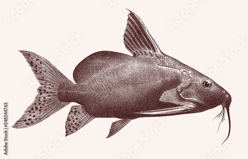 Upsidedown catfish synodontis batensoda, venomous tropical freshwater fish in side view photo