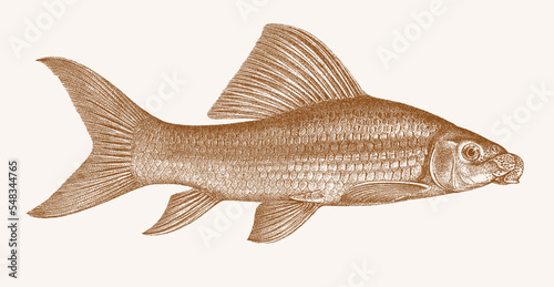 African carp labeo coubie, tropical freshwater fish in side view