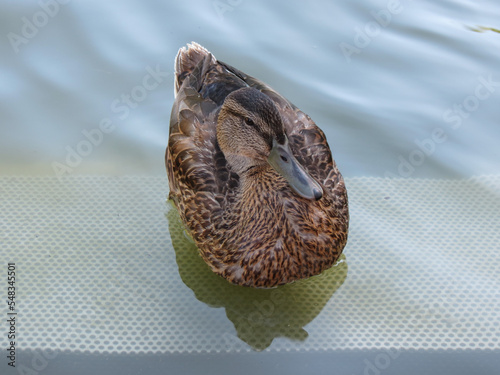 mallard wild duck scient. name Anas platyrhynchos bird animal photo