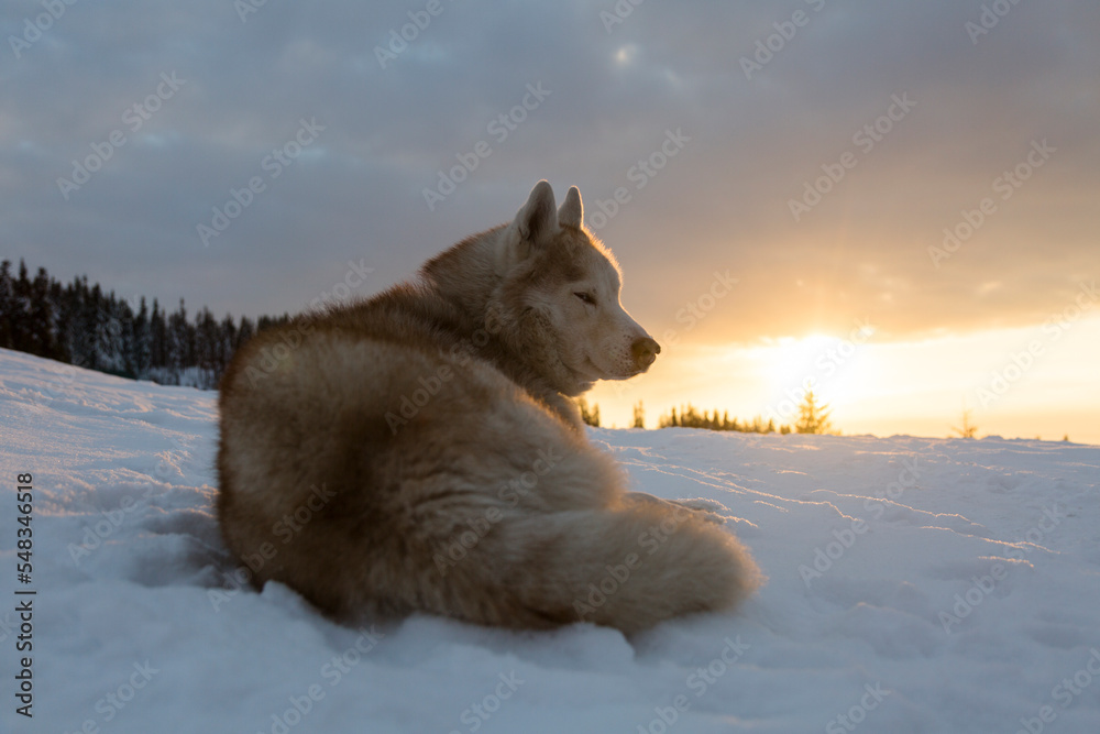 Siberian Husky dog sitting on the snow winter evening at the sunset in the mountains, Fresh powder snow, freeride, winter sports outdoor Siberian Husky dog sitting on the snow winter evening at the sunset in the mountains, Fresh powder snow, freeride, winter sports outdoor