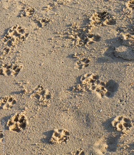 footprints of a cat on wet sea sand