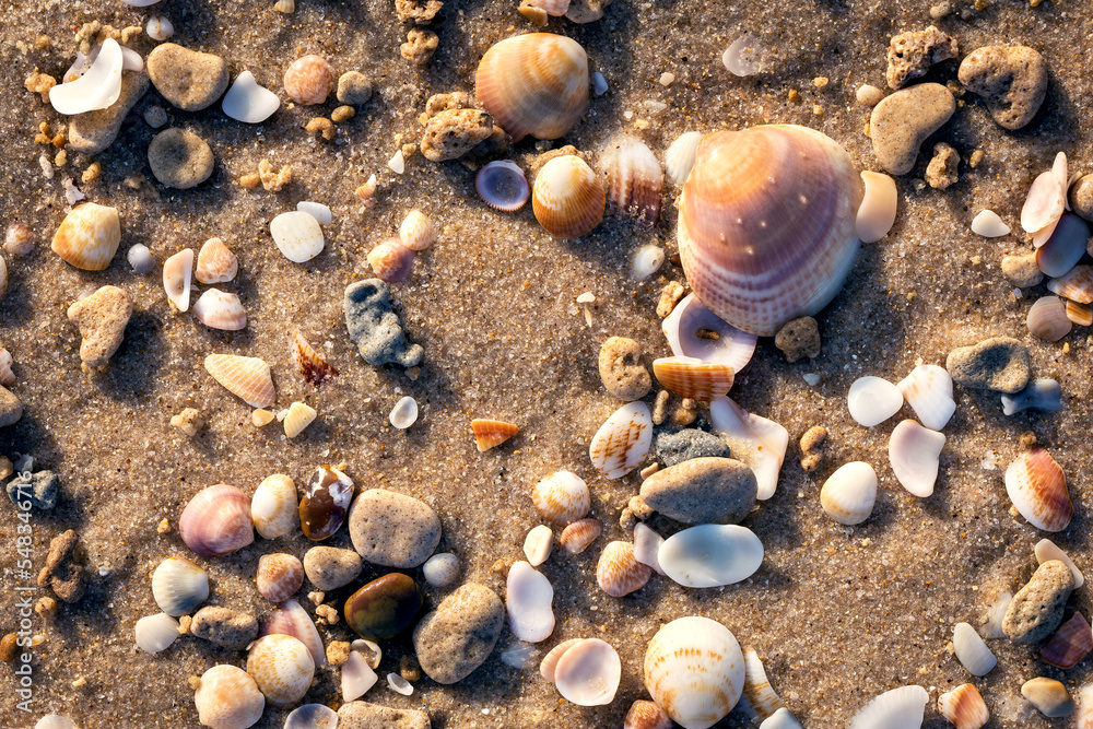 beautiful cockerel shells on the beach