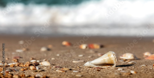 Valokuva beautiful cockerel shells on the beach