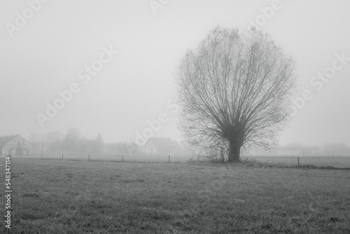Samotne drzewo w polu