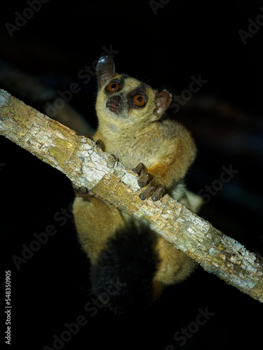 Pale Fork-marked Lemur - Phaner pallescens or Western fork-marked lemur, Madagascar endemic mammal listed on CITES, nocturnal animal on the branch looking to the darkness photo