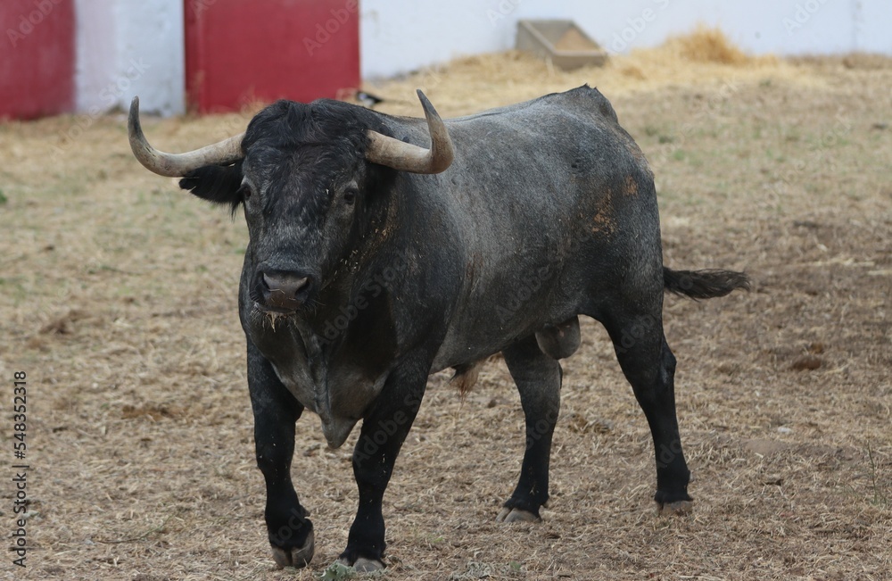 bull spanish with big horns in the corrals bull spanish with big horns in the corrals