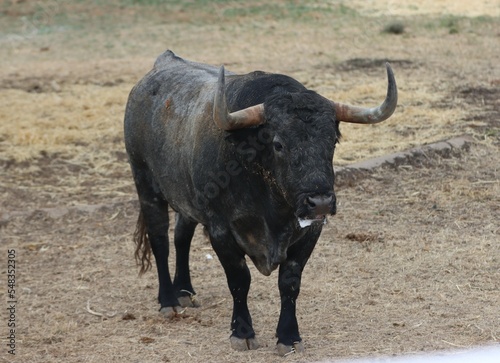 Fototapeta Naklejka Na Ścianę i Meble -  bull spanish with big horns in the corrals