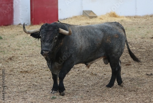 bull spanish with big horns in the corrals