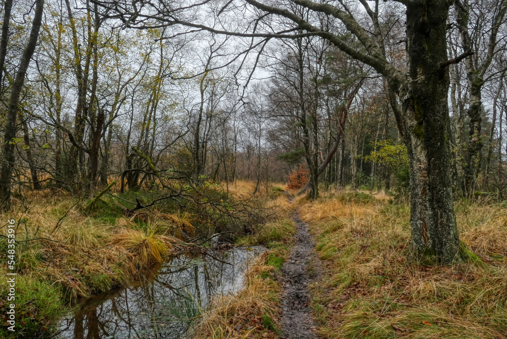 Fototapeta premium Waldweg und Bach im Hohen Venn in Belgien