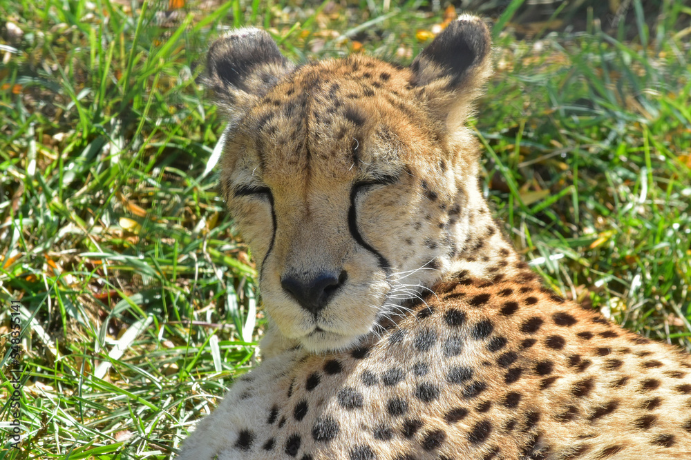 A drowsy cheetah nods off in the warm sunlight. A drowsy cheetah nods off in the warm sunlight.