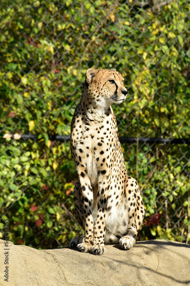 A cheetah sitting regally atop a rock, scans its enclosure in a zoo. A cheetah sitting regally atop a rock, scans its enclosure in a zoo.